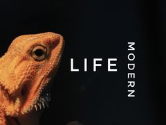 -酷以爬仙阁实体爬宠店·守宫·蜥蜴·专业繁育