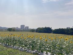 -光明小镇欢乐田园