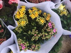 -金陵花卉交易市场