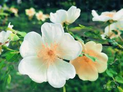 -皇后西斯汀(千姿汇店)