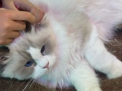 -大型宠物商超·宠海王国·宠物猫狗活体·用品·美容(新世界百货重庆店)