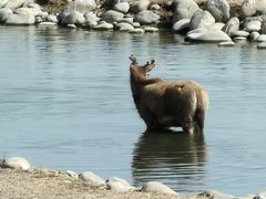 -北京麋鹿生态实验中心