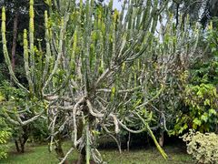 -中国科学院西双版纳热带植物园