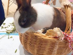 -RU DUCK柯尔鸭公社·撸鸭俱乐部·羊驼·小香猪
