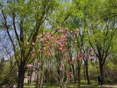 -沈阳鸟岛