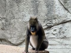 -阿提斯皇家动物园