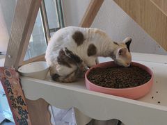 -琪喵猫屋·撸猫猫咖·猫舍
