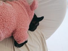 -怪兽屋·羊驼·猫咖·狗咖(俊华广场店)