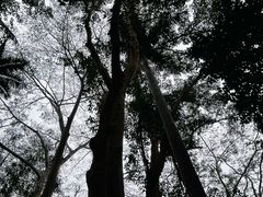 -中国科学院西双版纳热带植物园