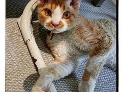 -动物缘宠物医院·骨科·猫科(西二环店)
