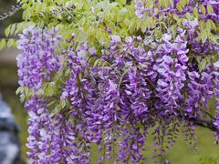 -上海吴淞炮台湾国家湿地公园