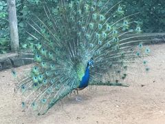 -海南热带野生动植物园