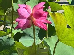 -莲花池公园