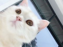 -喵的天空名猫咖啡馆·撸猫·猫舍·用品