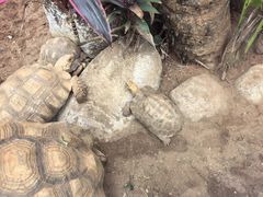 -海南热带野生动植物园