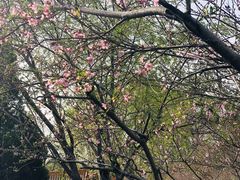 -桃花堤公园