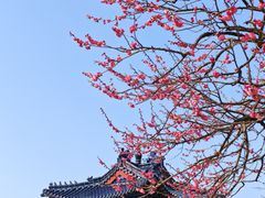 -梅花山(明孝陵内)