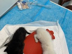 -纳吉亚猫专科动物诊疗中心(蒋宅口分院)