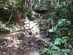 -西双版纳原始森林公园