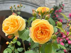 -河畔春天时尚餐厅