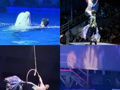 -海合安武汉极地海洋公园