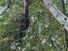 -西双版纳原始森林公园