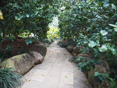 -金花茶公园