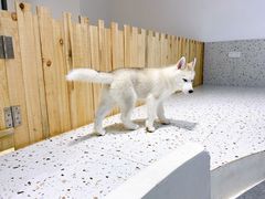 -Husky Go!哈士奇体验馆·宠物咖啡厅狗咖