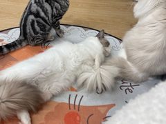 -有喵·猫咖·狗咖·30几只猫10只小狗(岗厦店)