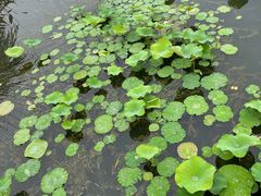 -桂溪生态公园