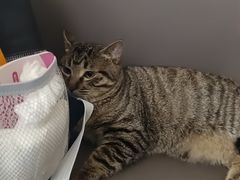 -瑞派伍一宠物医院·眼科·骨科·猫科转诊中心(马王堆院)