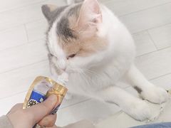-喵的天空名猫咖啡馆·撸猫·猫舍·用品