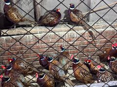 -鱼窝棚柴火铁锅炖(富山屯店)