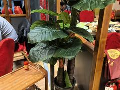 -芦月轩羊蝎子(劲松店)