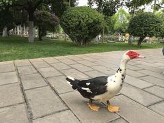 -翠湖宾馆·中餐厅