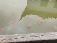 -芥子园