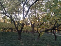 -玲珑塔公园