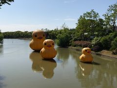 正门河里的小黄鸭-上海海湾国家森林公园