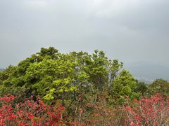 -梧桐山风景名胜区