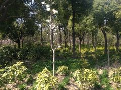 iphone_upload_pic-新江湾城公园