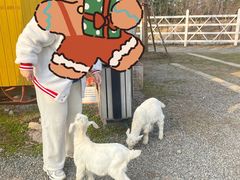 -前小桔亲子创意农场·草莓采摘·露营烧烤