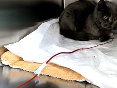-北京观赏动物医院·24小时大型综合·猫专科·异宠专科