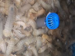 -宾朋海鲜特色美食餐厅·纯手工鲅鱼水饺(兴海路店)