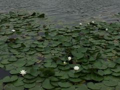 -新江湾城公园