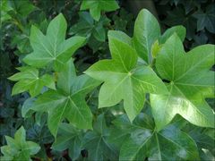 -白塘生态植物园