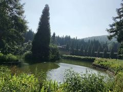 -武陵山森林公园