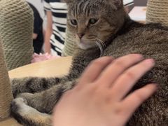 -喵园·猫主题咖啡厅·撸猫·猫咖(国贸店)