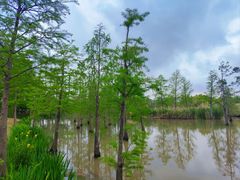 -上海长兴岛郊野公园