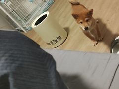 -翊宠yipet猫狗购宠庄园犬舍•猫舍