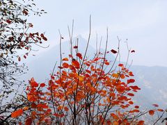 -太平万花山景区